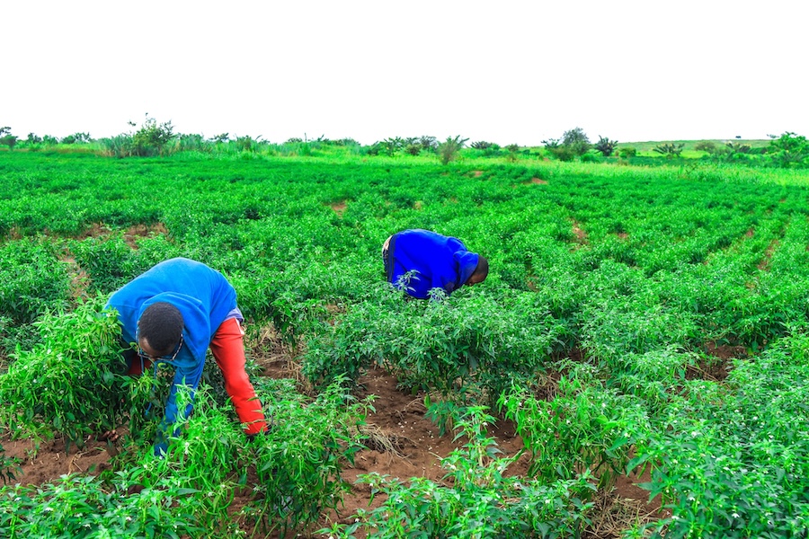 Mastering the Art of Weeding